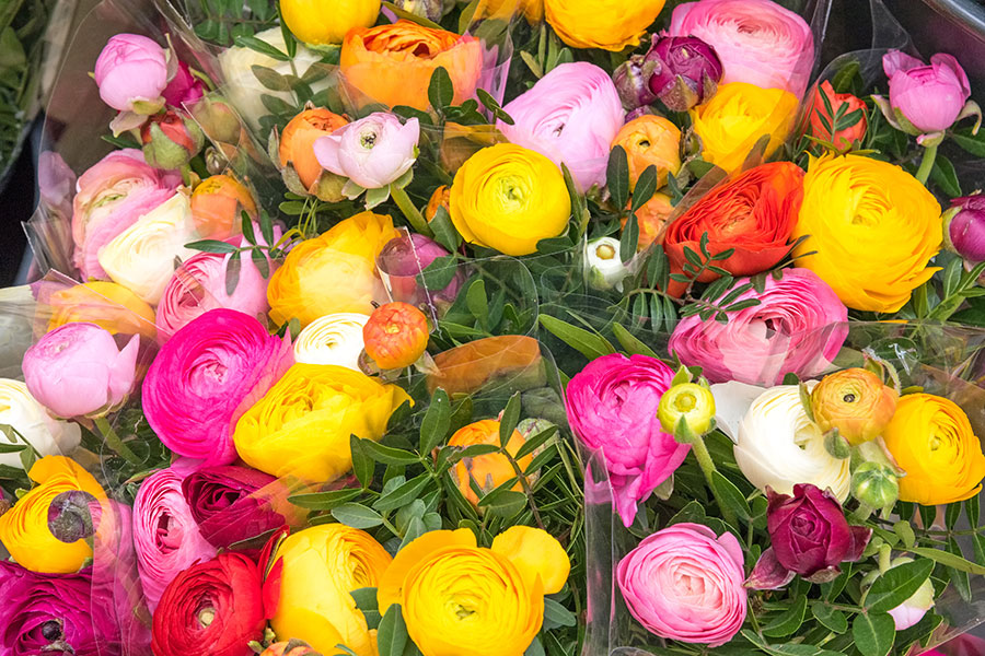 Frische Schnittblumen aus dem Supermarkt Frische Schnittblumen aus dem Supermarkt