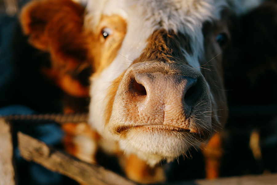 Tiergerechte Haltung in Bielefeld Tiergerechte Haltung in Bielefeld